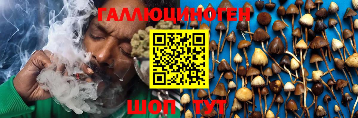 Галлюциногенные грибы Psilocybine cubensis Сочи